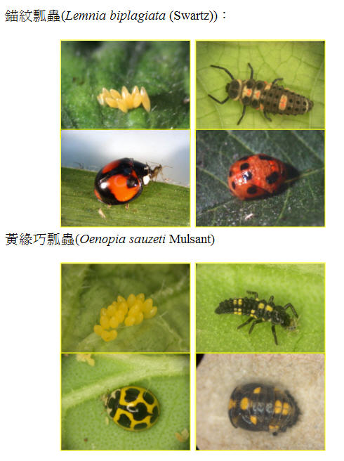 跳到主要內容區塊 您的瀏覽器不支援javascript功能 若網頁功能無法正常使用時 請開啟瀏覽器javascript狀態 行政院農業委員會農業試驗所全球資訊網 回首頁 首頁 應用動物組 業務專區 益蟲研究室 研究成果 Ctrl P 列印 我要分享至 分享到