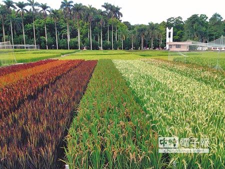 嘉義農試所研究出新品種彩色稻子，稻田多彩妍麗。（廖素慧攝）