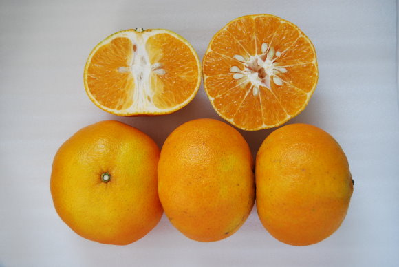 柑橘新品種台農天王柑