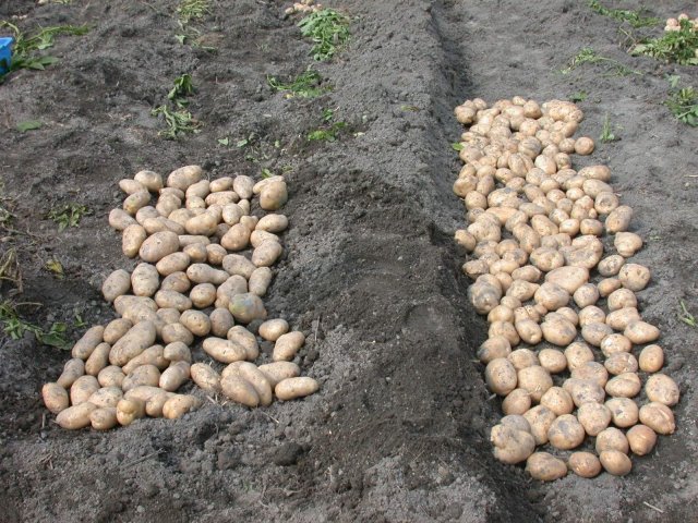 台農3號(圖右)與對照克尼伯(圖左)大薯產量比較