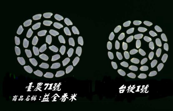 台農71號的白米晶瑩剔透