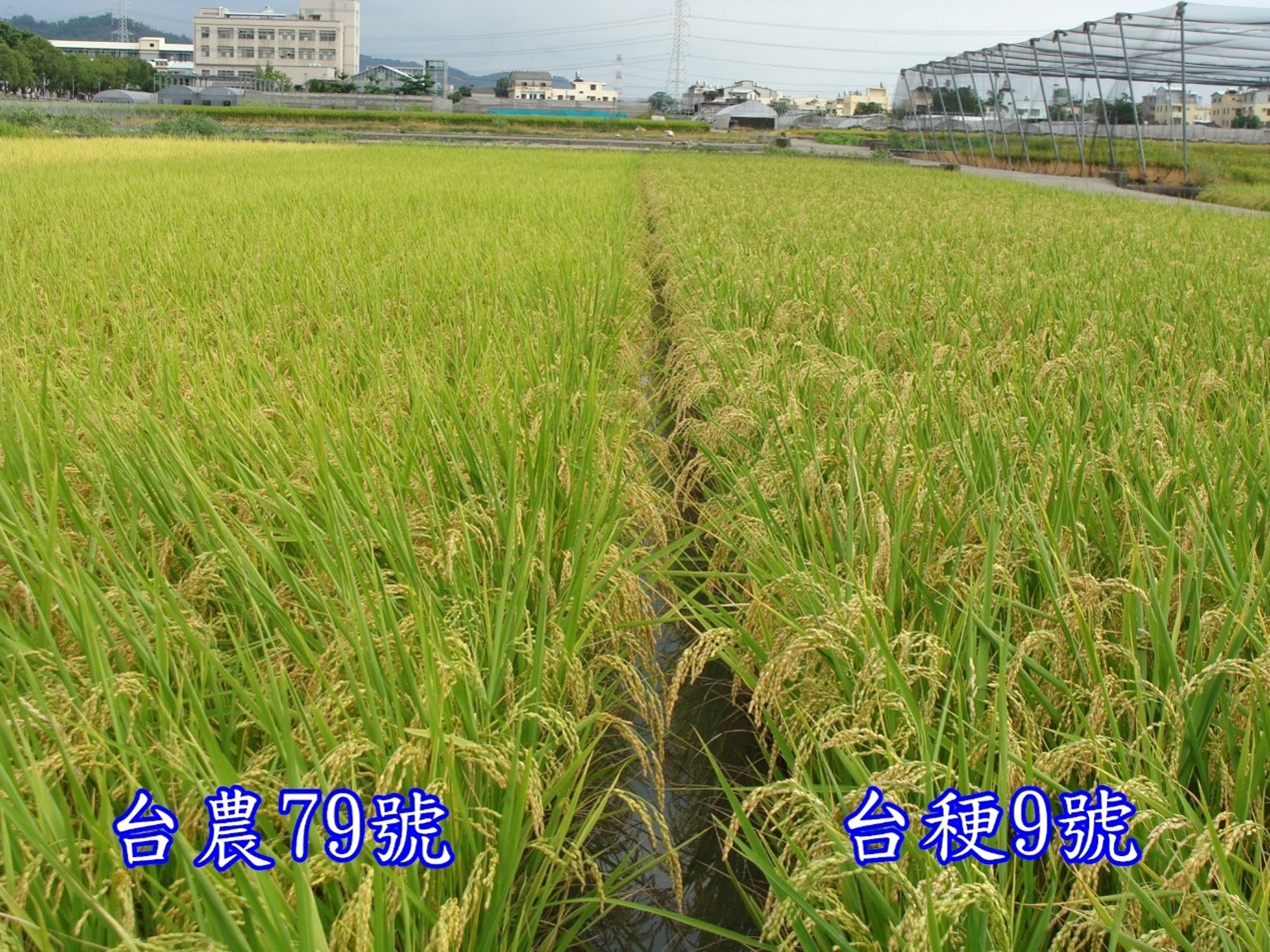 台農79號田間生育情形。株型良好、不易倒伏