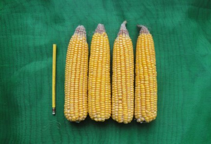 硬質玉米台農7號