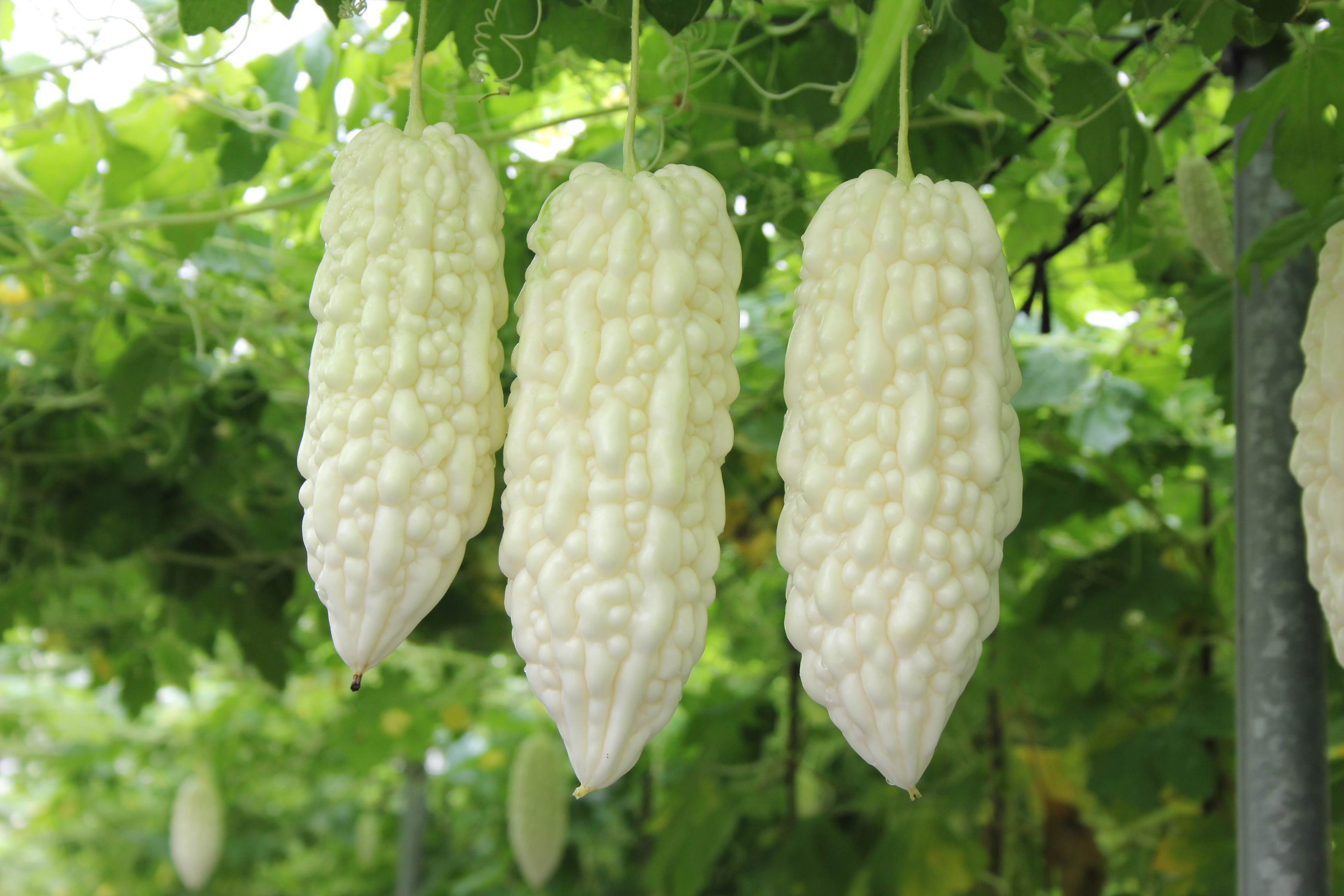 行政院農業委員會農業試驗所 鳳山熱帶園藝試驗分所 業務專區 蔬菜系 簡介