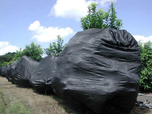 蓮霧蓋黑網遮光處理