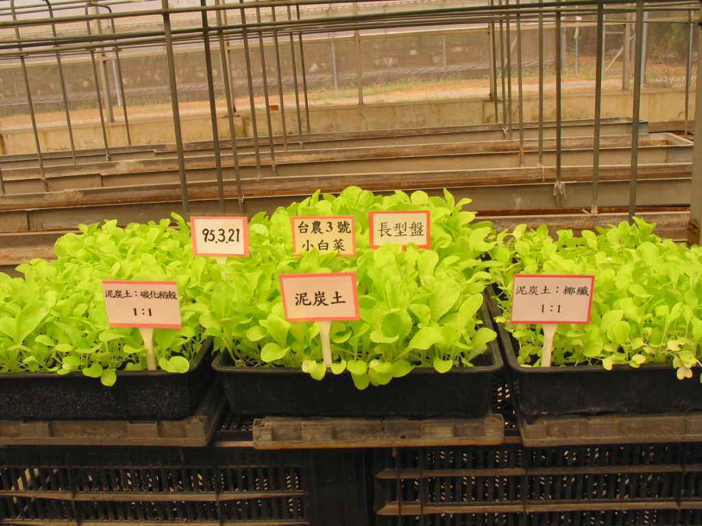 小白菜苗菜介質栽培--長型盤