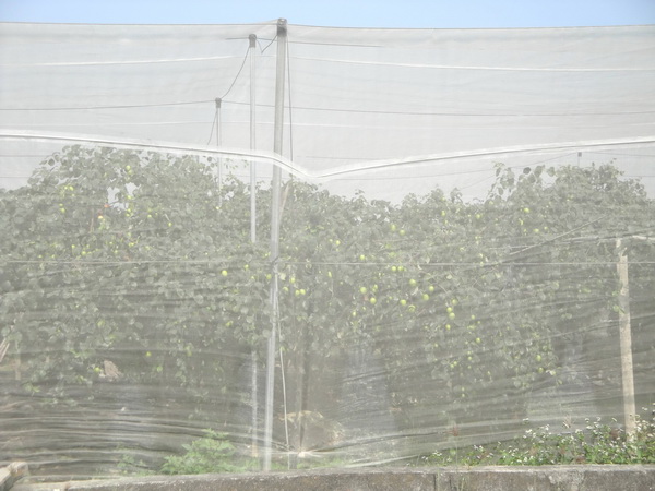 印度棗網室栽培