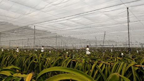 紅龍果網室栽培與LED燈照