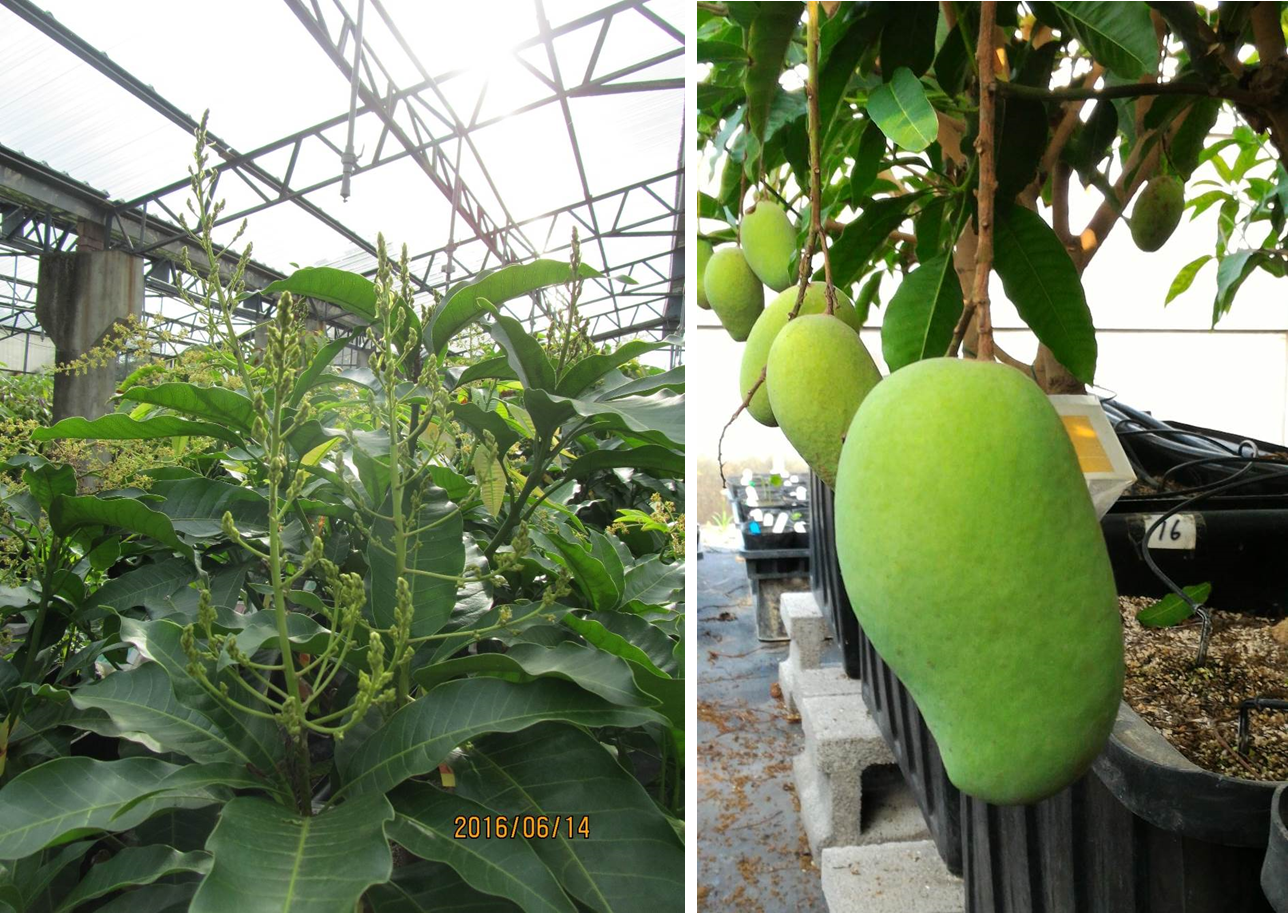 果樹設施栽培體系