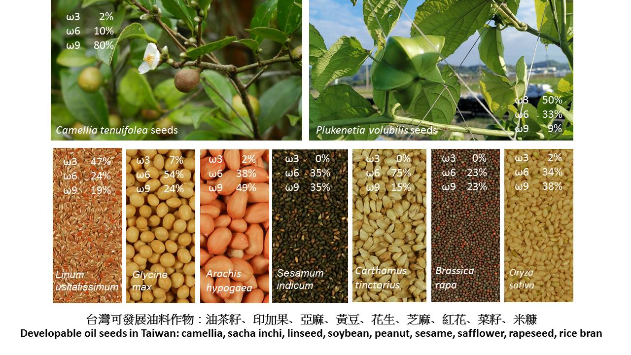 台灣可發展油料作物：油茶籽、印加果、亞麻、黃豆、花生、芝麻、紅花、菜籽、米糠