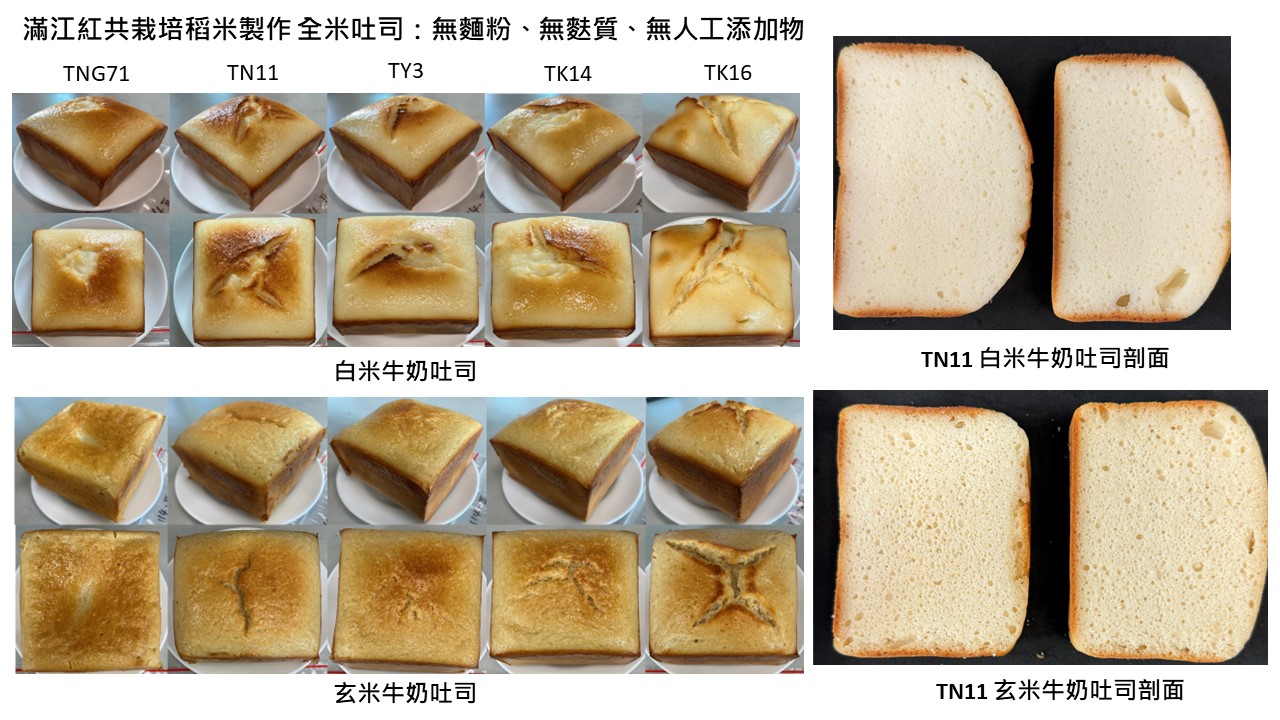 滿江紅共栽培稻米製作 全米吐司:無麵粉、無麩質、無人工添加物