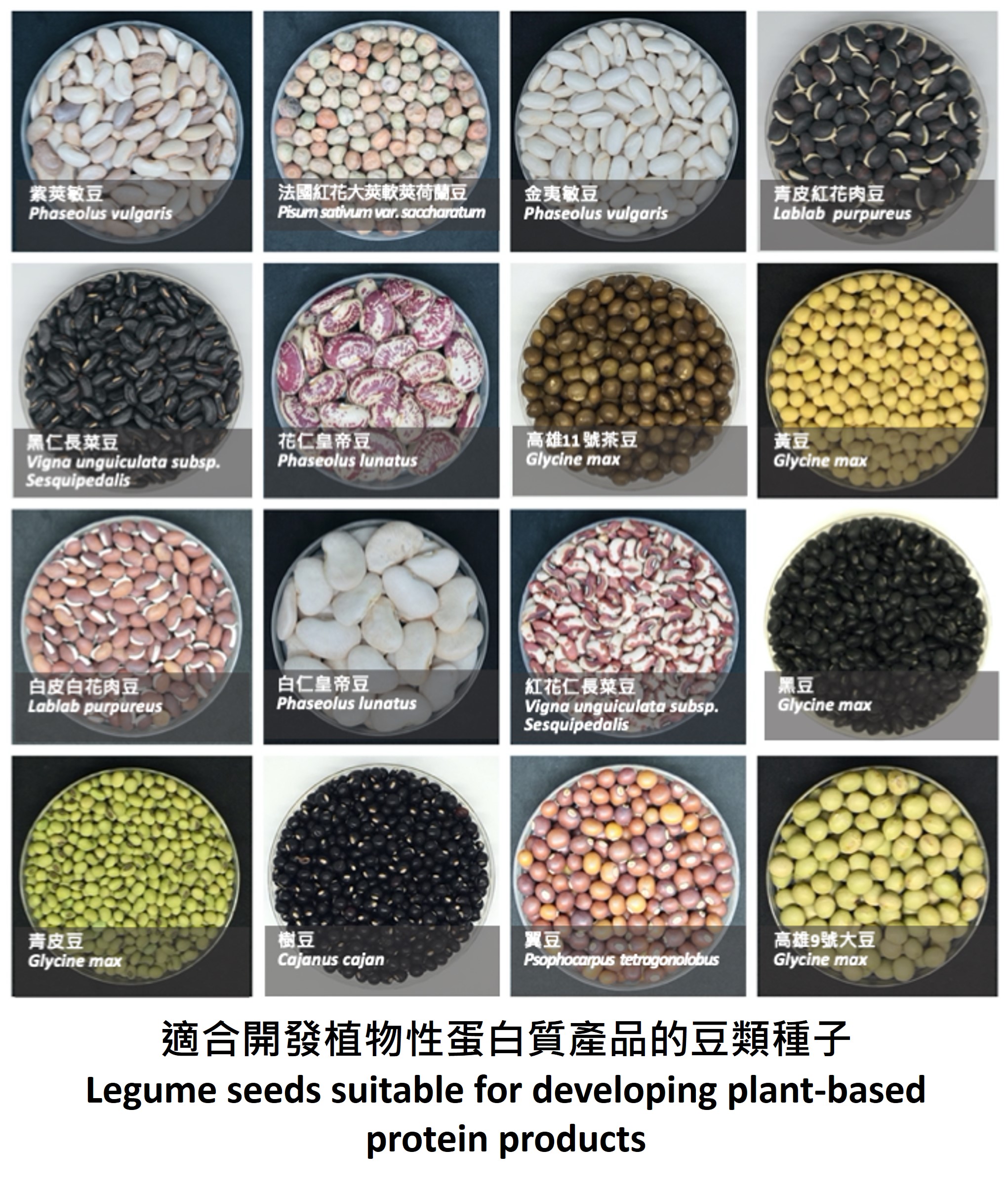 適合開發植物性蛋白質產品的豆類種子