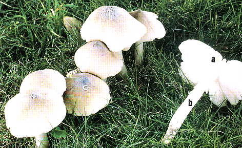 行政院農業委員會農業試驗所 植物病理組 業務專區 菇類研究室 研究成果