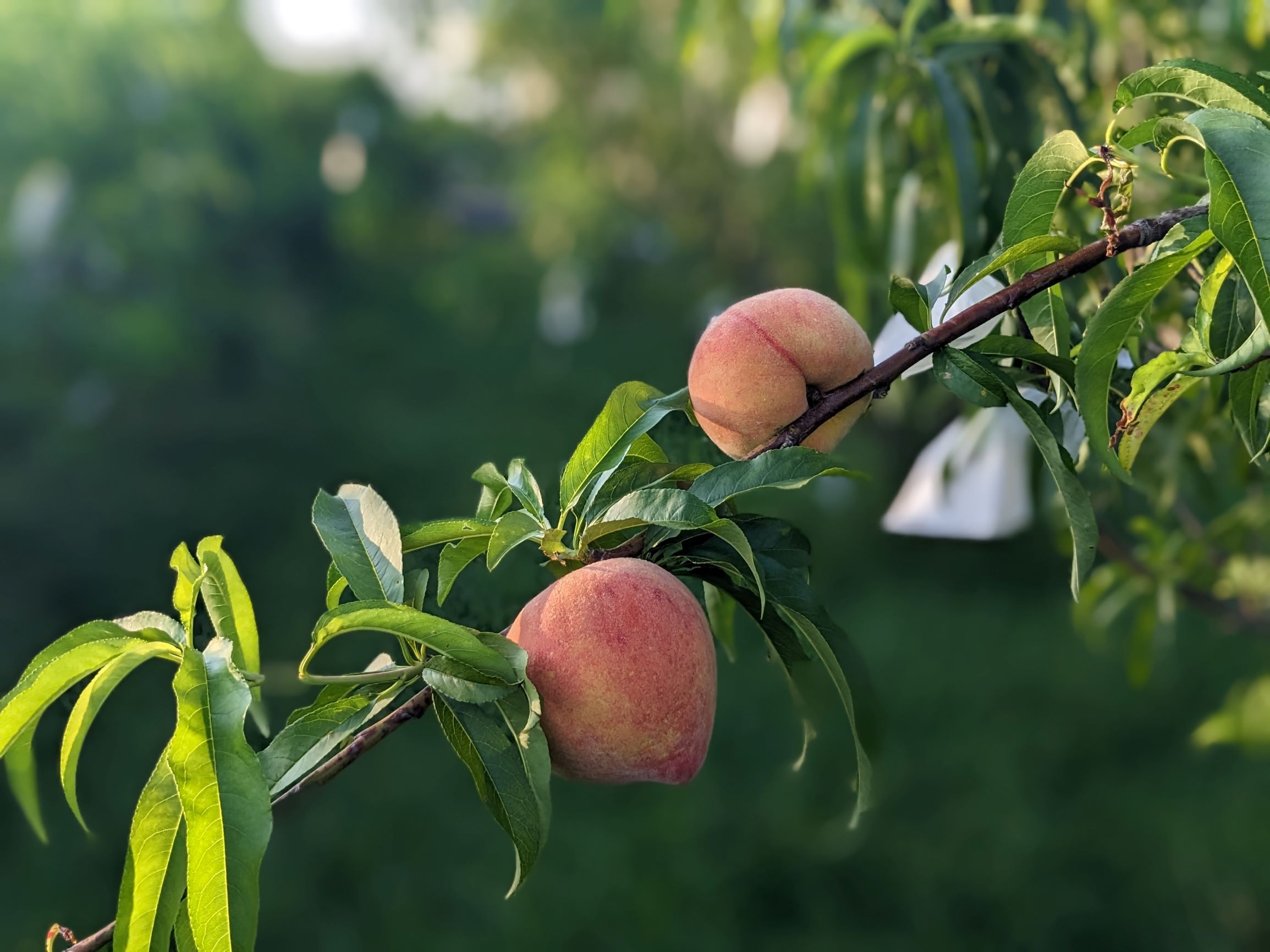 桃‘台農9號-紅金’著果情形