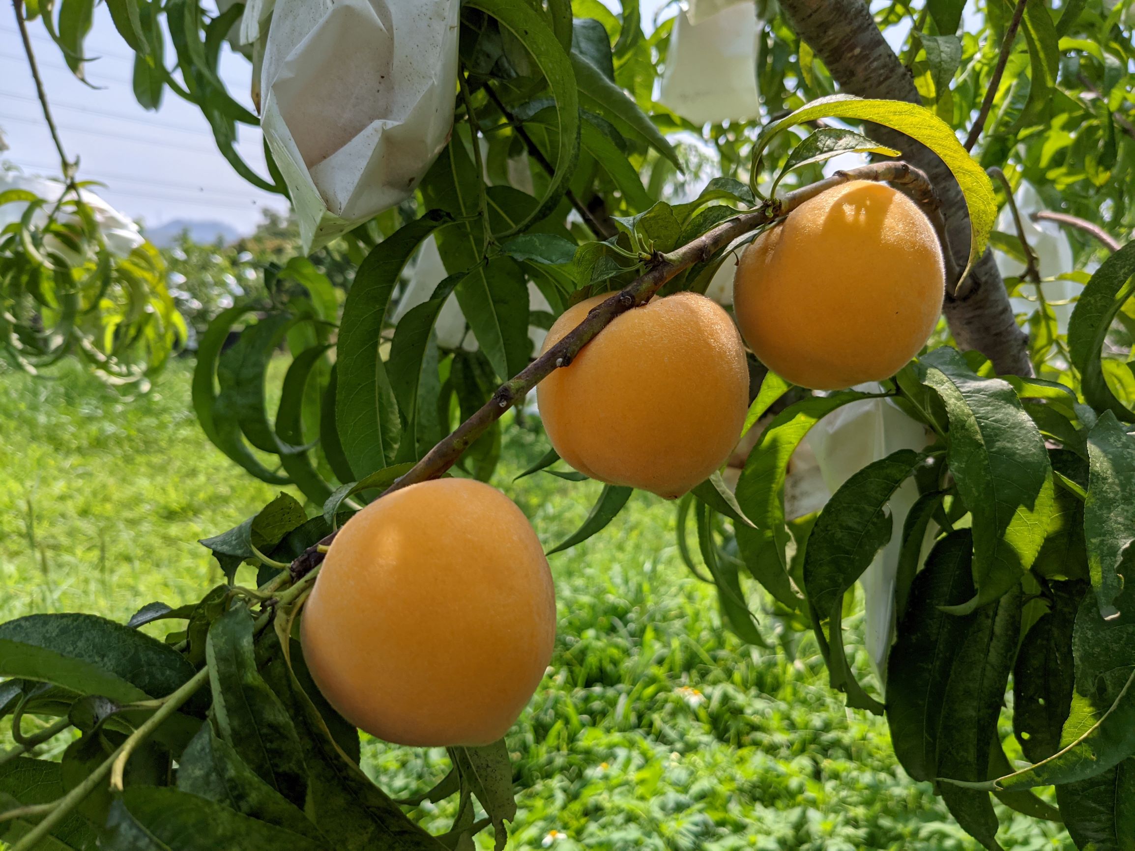 桃‘台農11號-杏桃’著果情形