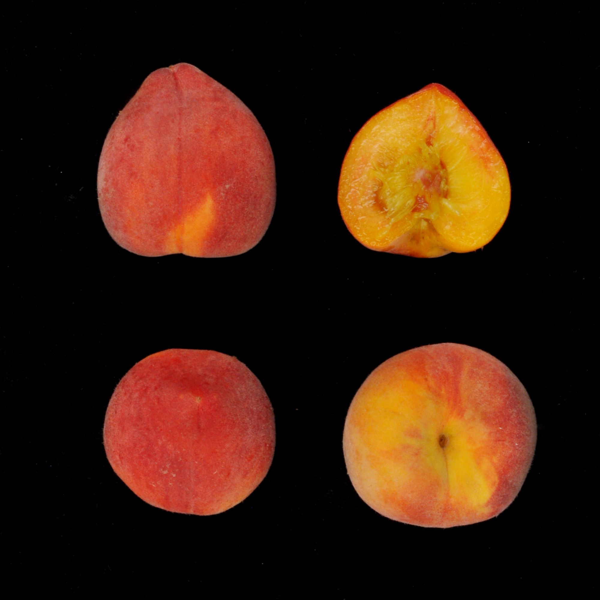 桃‘台農9號-紅金’果實外觀及剖面