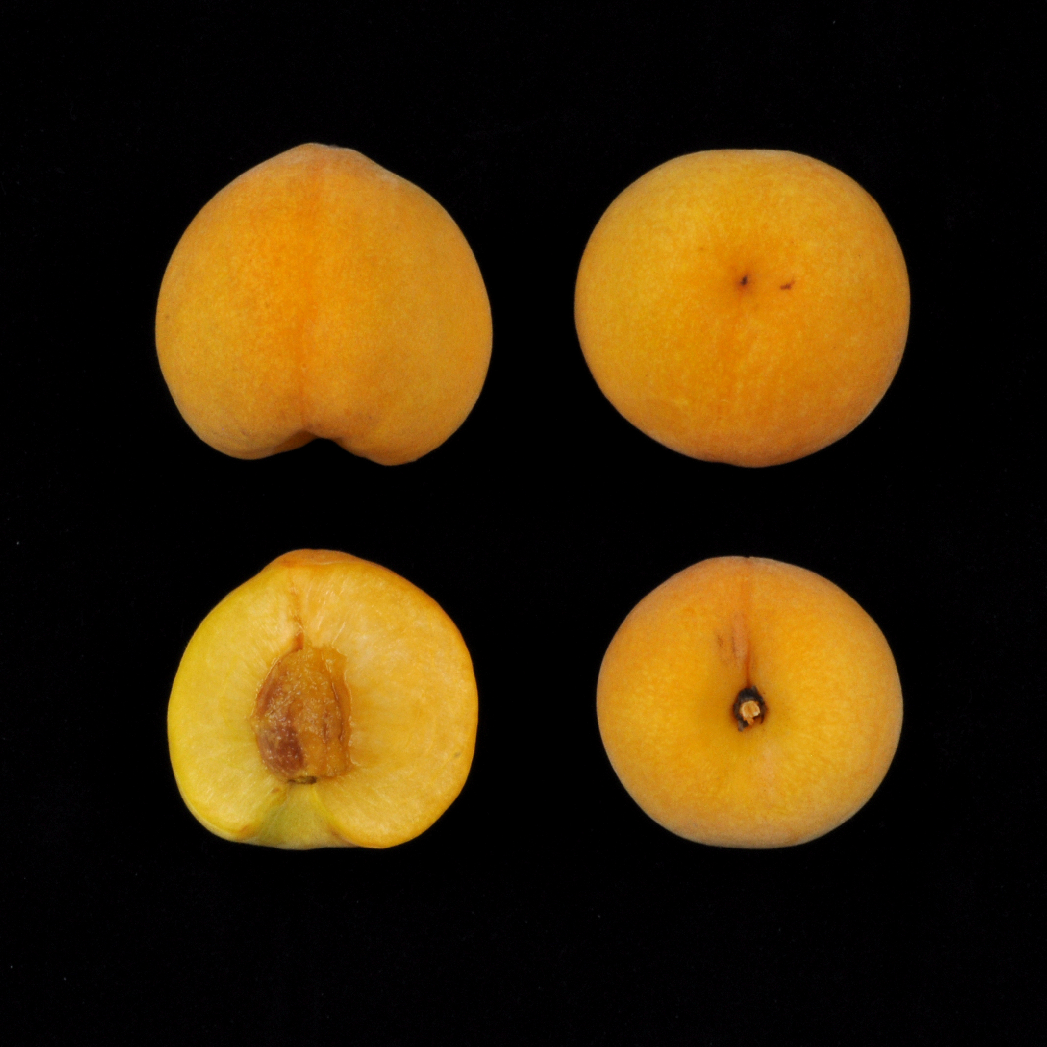 桃‘台農11號-杏桃’果實外觀及剖面