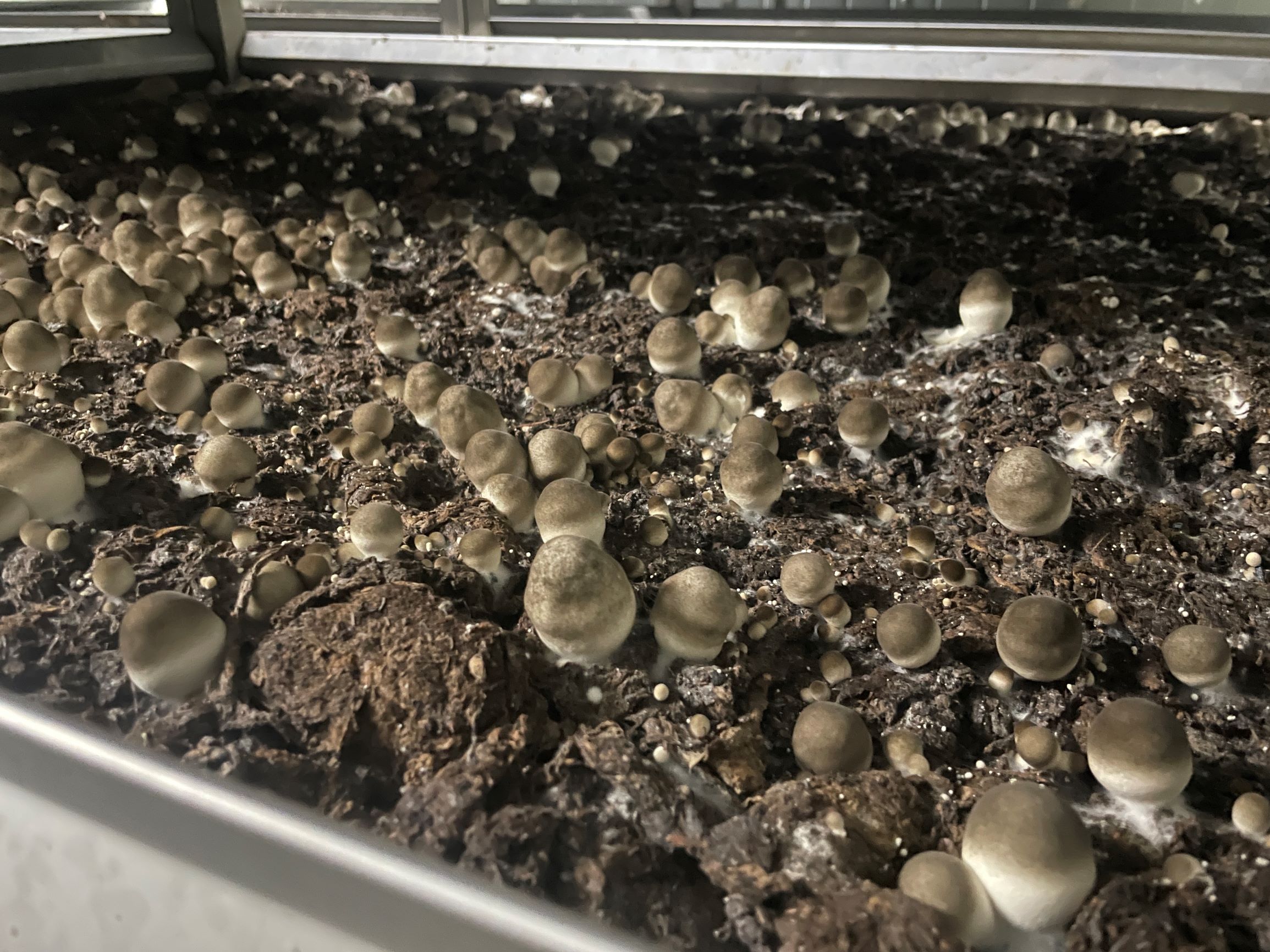 稻稈揉漿物技術加值應用 玩出新創意