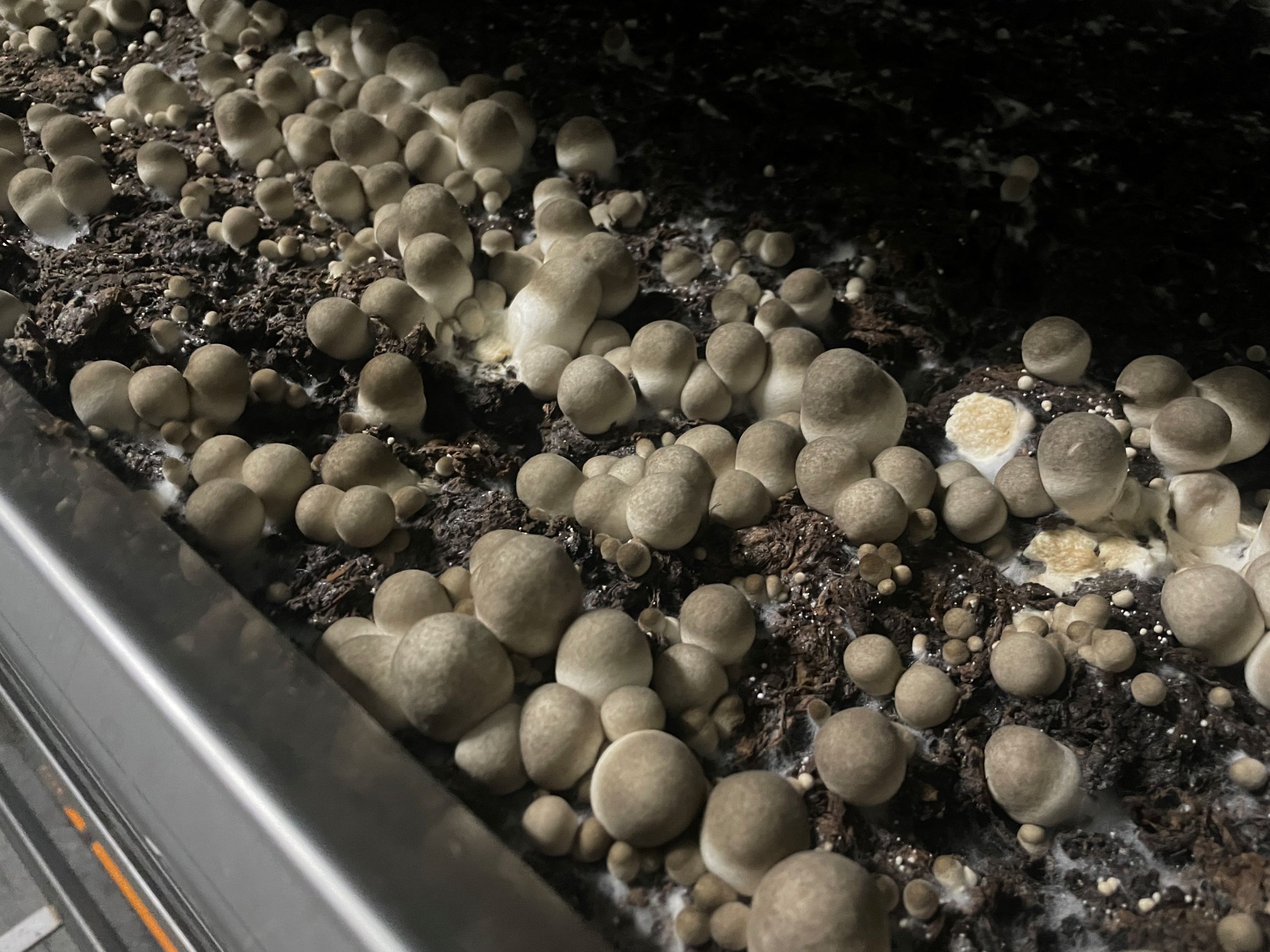 稻稈揉漿物技術加值應用 玩出新創意