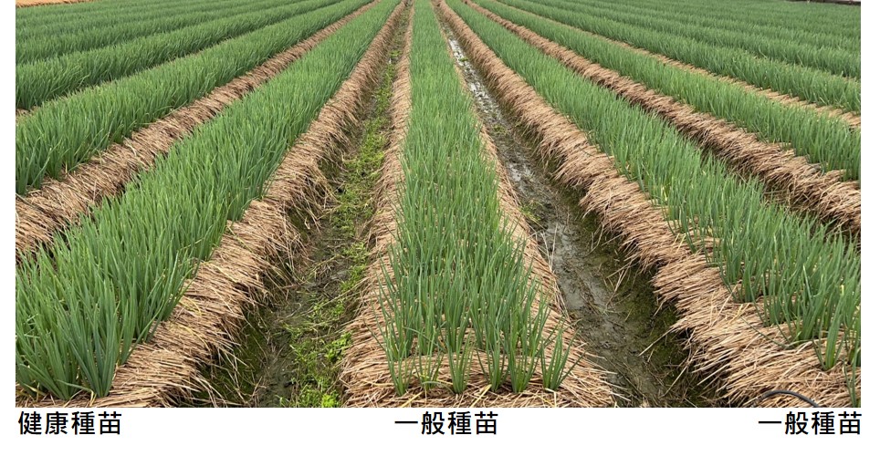 種植青蔥健康種苗配合田間整合性病蟲害管理可提高產量三到五成