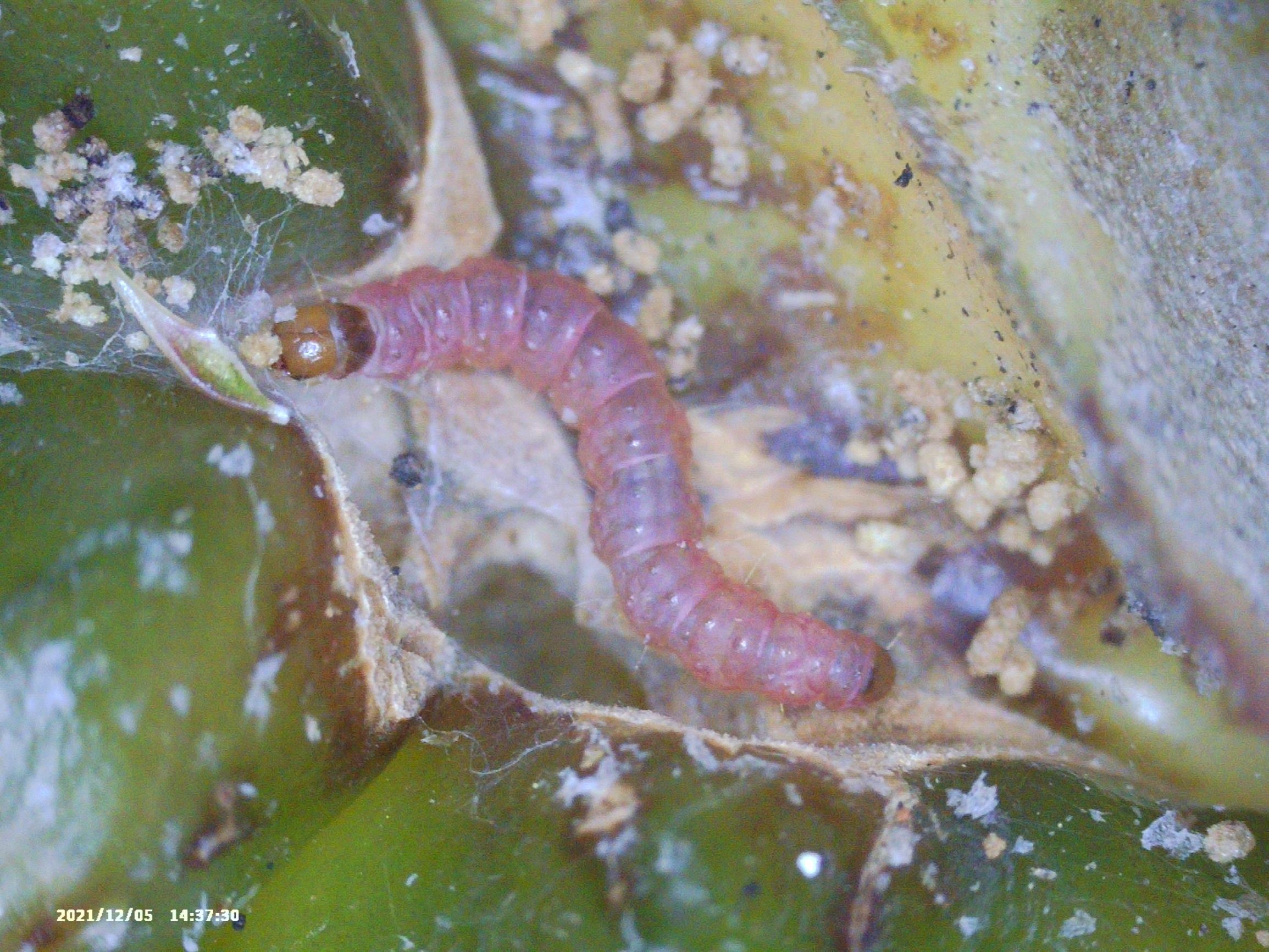 新聞圖片_紋翅蛾幼蟲