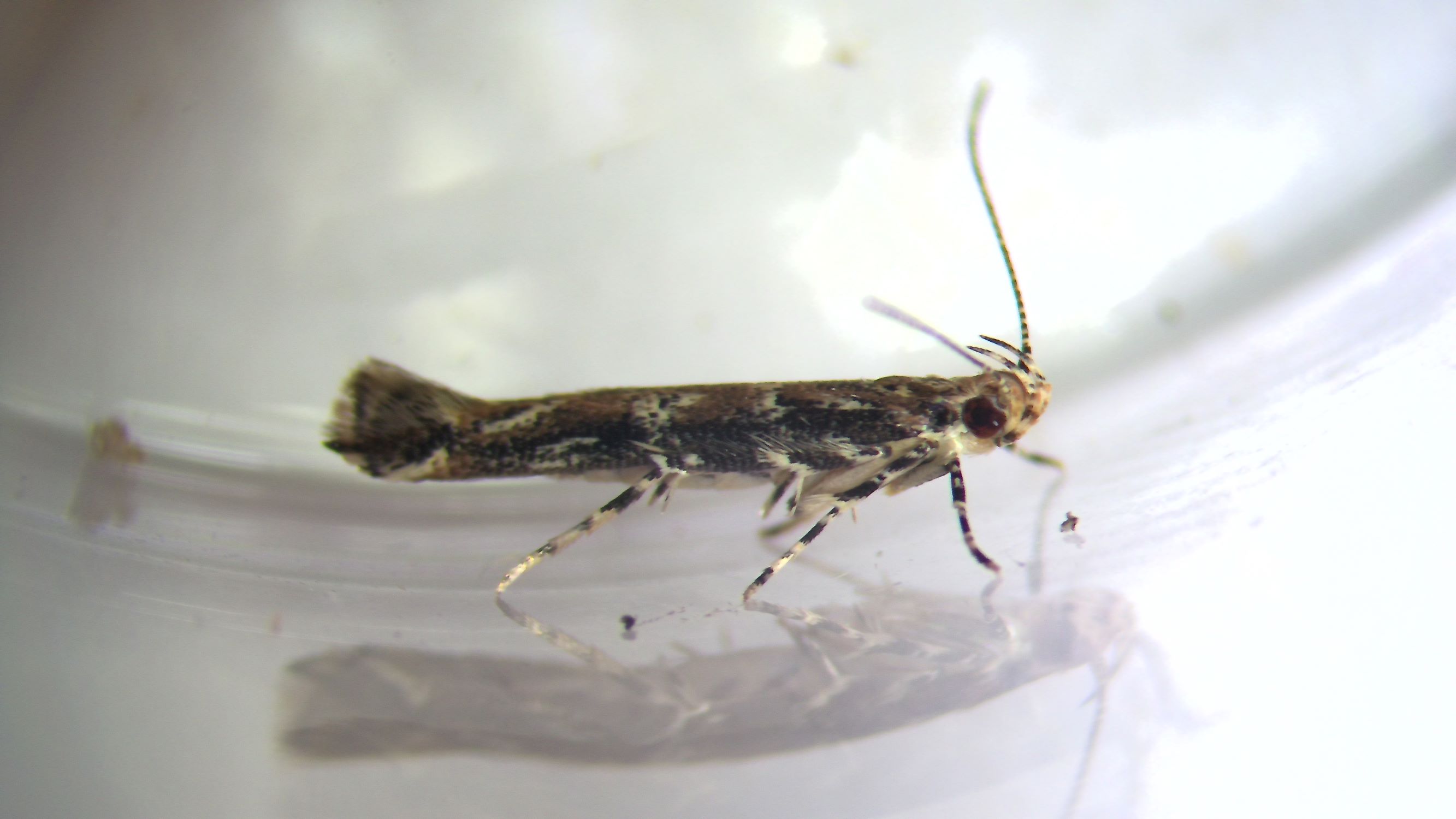 新聞圖片_紋翅蛾成蟲