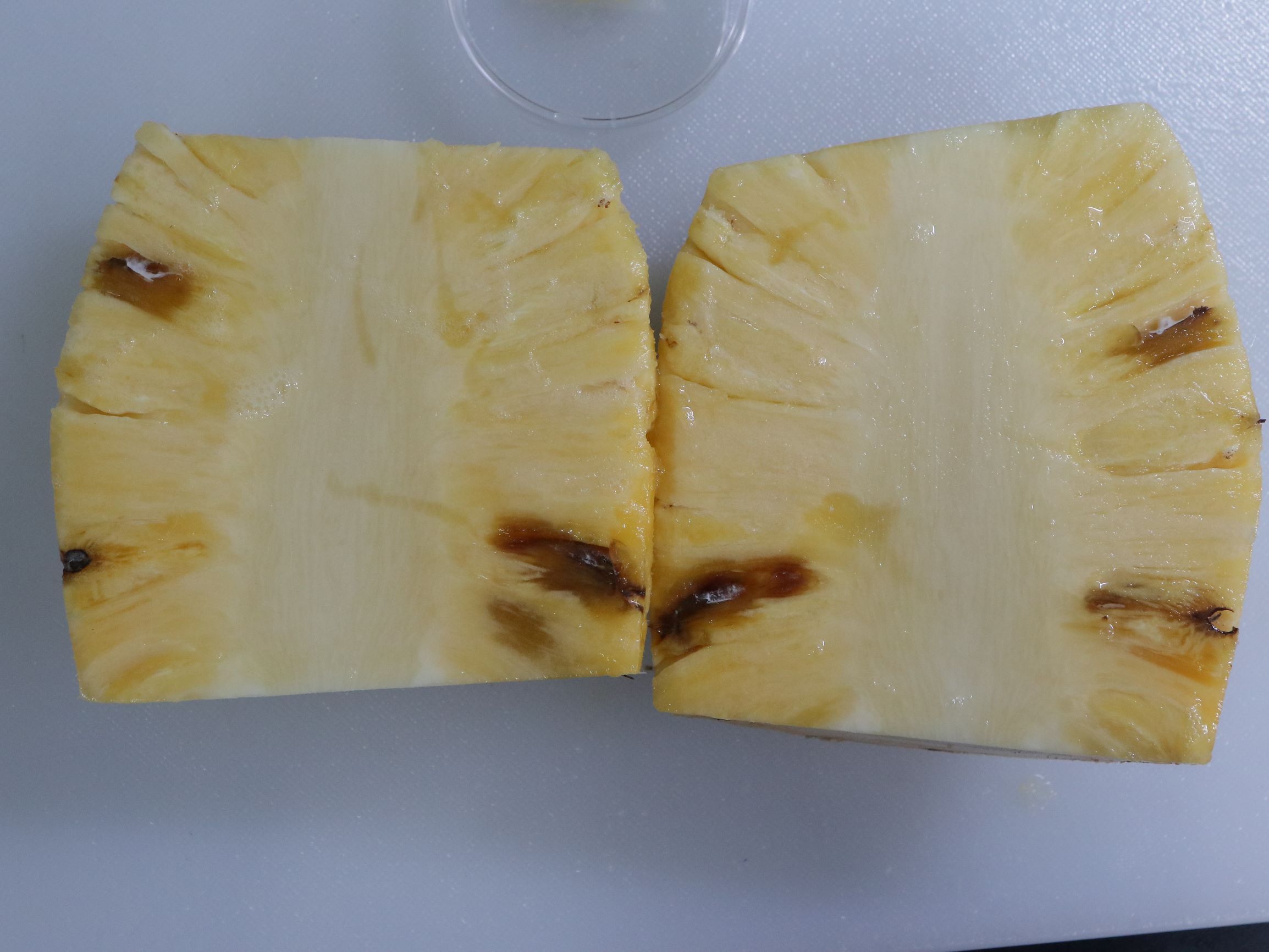 新聞圖片_鳳梨小果腐敗病病徵