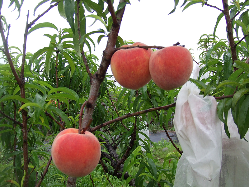 台農9號「紅金」樹上結果情形