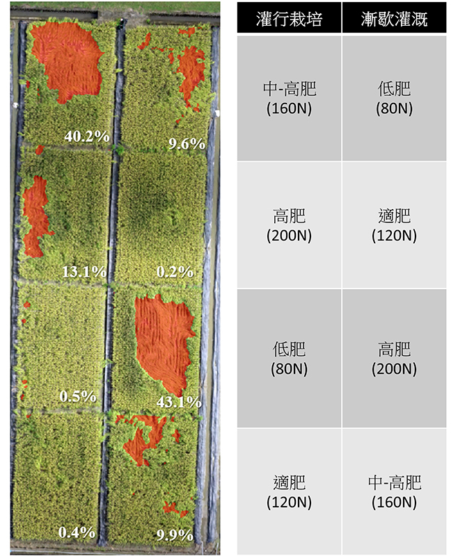 圖1、空拍影像快速調查並分析倒伏災損面積與比例。