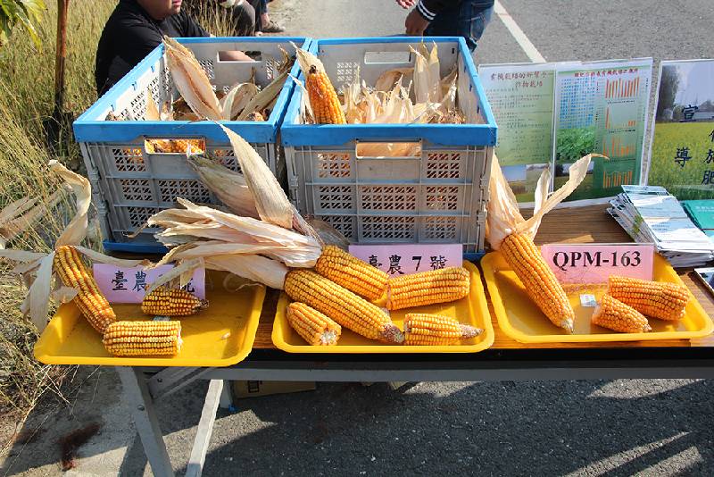 硬質玉米品種田間展示