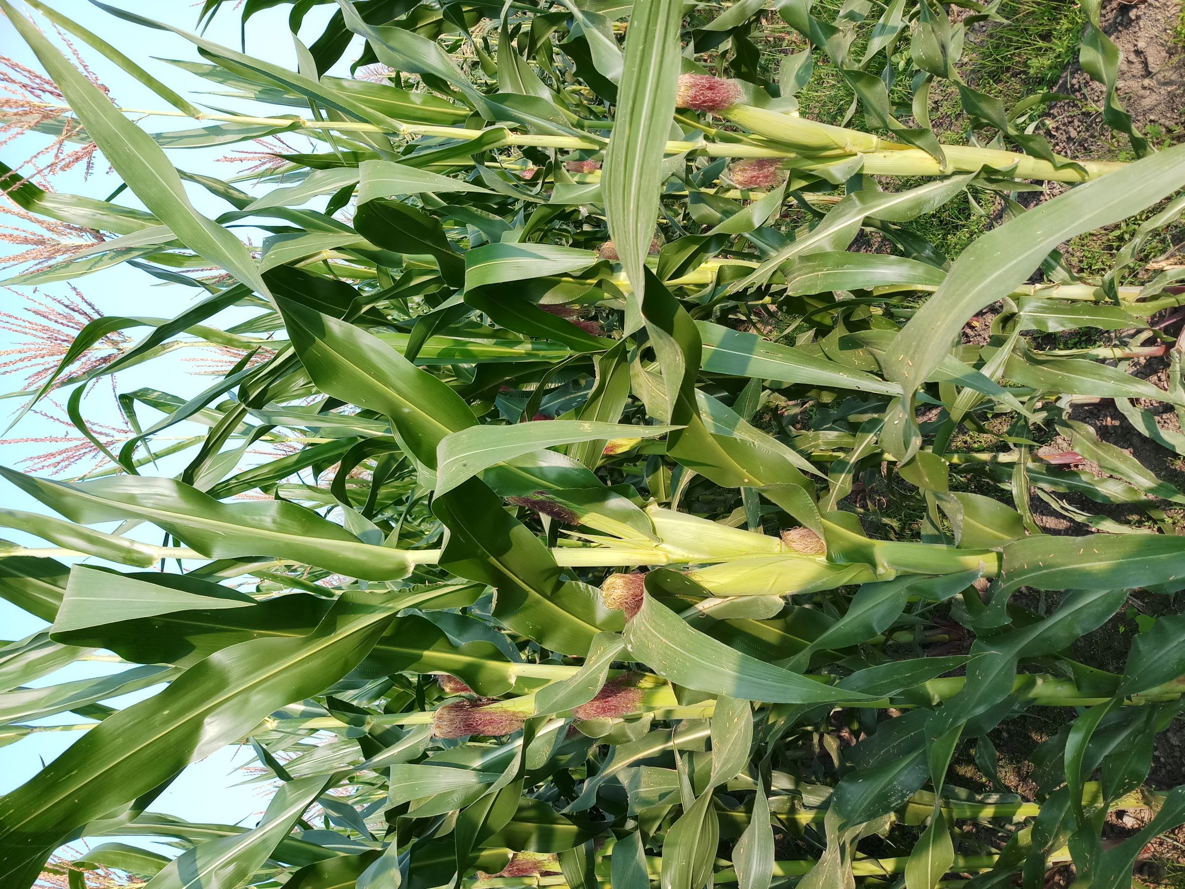 圖2_「台農8號」糊熟期植株穗位以上葉片呈直立，可密植