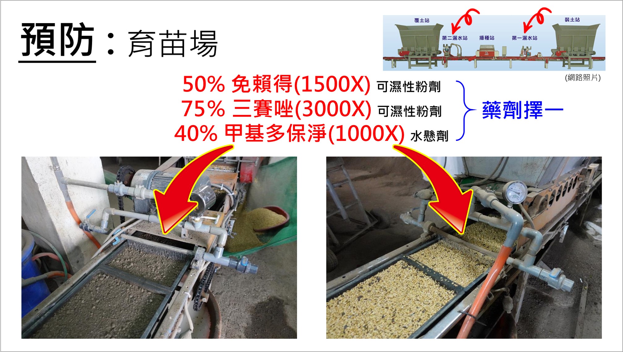 圖、苗盤播種過程中施用稻熱病防治藥劑時機.jpg