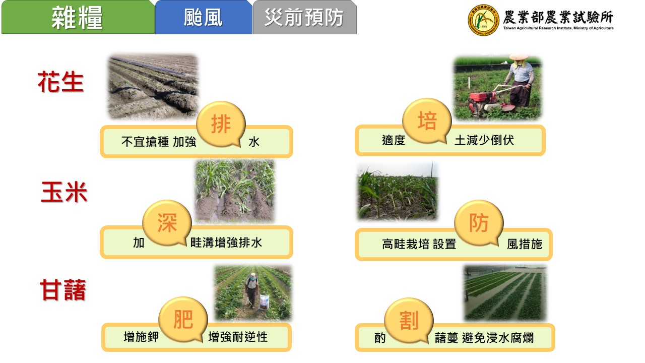 雜糧.jpg