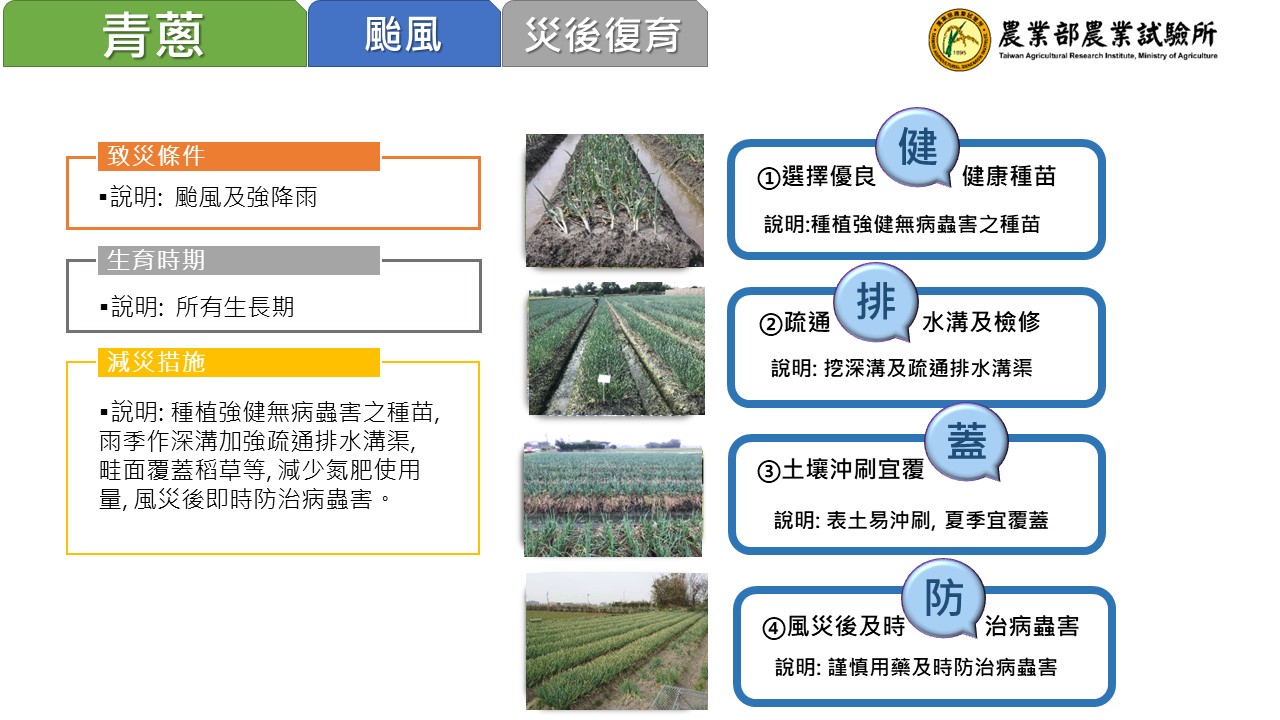 青蔥.jpg