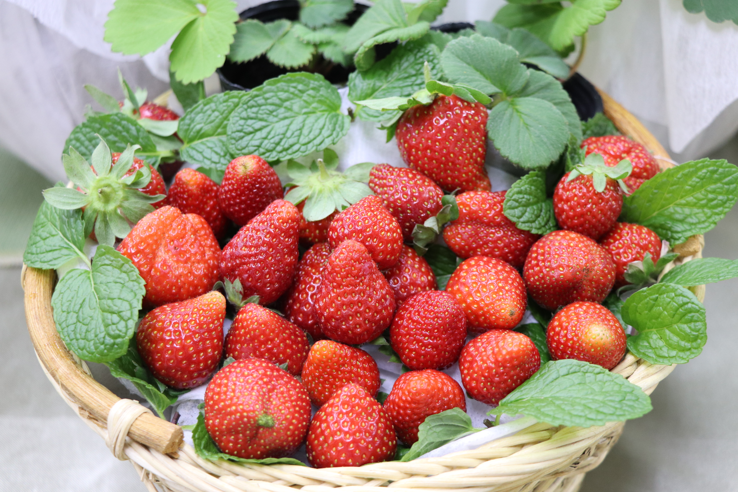 草莓台農1號品種權