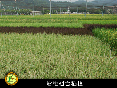 彩稻組合稻種使用權