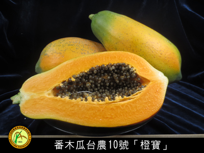 番木瓜台農10號(橙寶)品種權