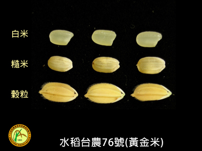 水稻台農76號(黃金米)品種權（續約）