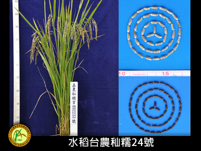水稻台農秈糯24號品種權(續約)