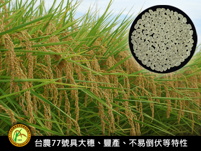 水稻台農77號品種權(續約)
