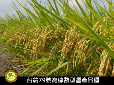 水稻台農79號品種權