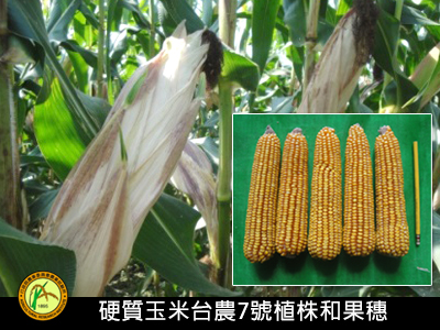 硬質玉米台農7號F1種子生產技術