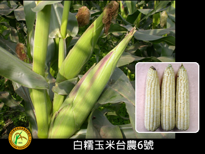 白糯玉米台農6號品種權