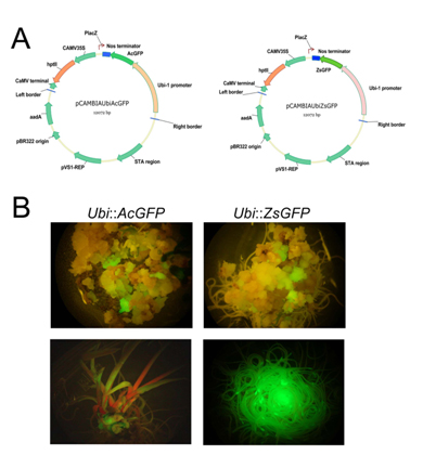圖2、(A) pCAMBIAUbi::AcGFP及pCAMBIAUbi::ZsGFP之構築；(B)螢光基因在癒傷組織、根及葉等全株各部位皆可表現綠螢光蛋白質表現之情形。