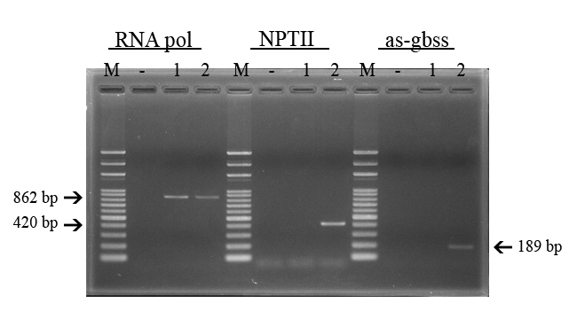 圖1.針對基因轉殖馬鈴薯EH92-527-1品系RNA pol與nptII、反義GBSS基因之PCR檢測方式。