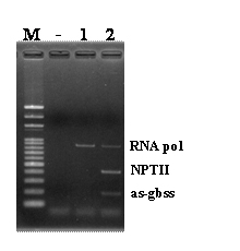 圖2.針對基因轉殖馬鈴薯EH92-527-1品系RNA pol與nptII、反義GBSS基因之Multiplex PCR檢測方式。