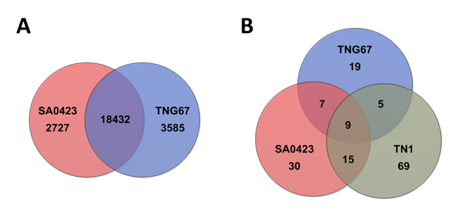 圖一、各品系於感染白葉枯病菌後差異表現基因分布情形。(A)轉錄體分析結果；(B)蛋白質體分析結果。