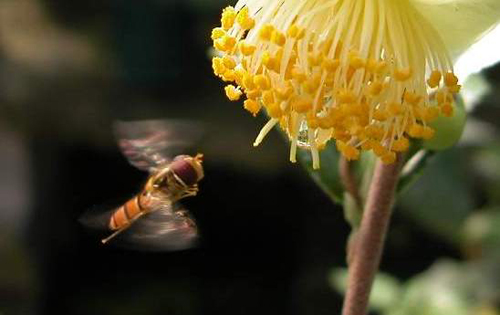 圖1.食蚜蠅成蟲在花前方停滯