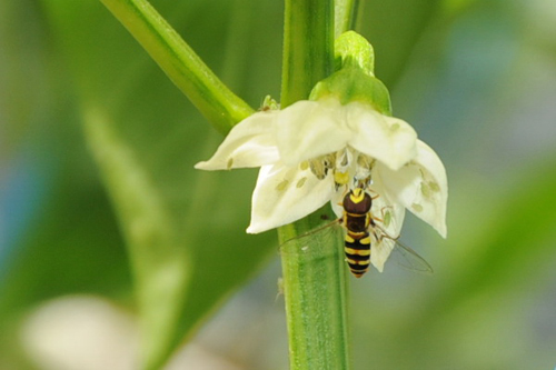 圖2.食蚜蠅在網室甜椒花上取食花粉