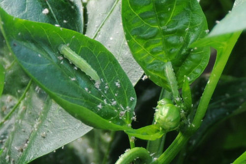 圖3.甜椒上的食蚜蠅幼蟲